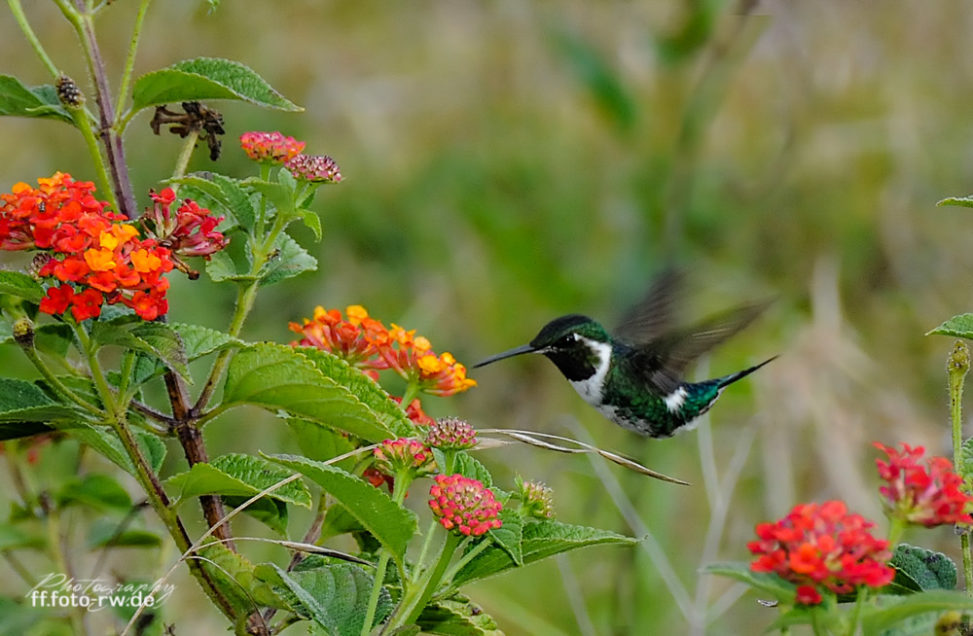Nord Peru: Kolibri