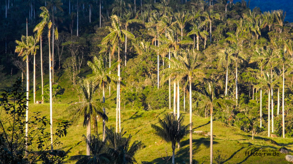Chachapoyas: Höchster Palmenwald der Erde